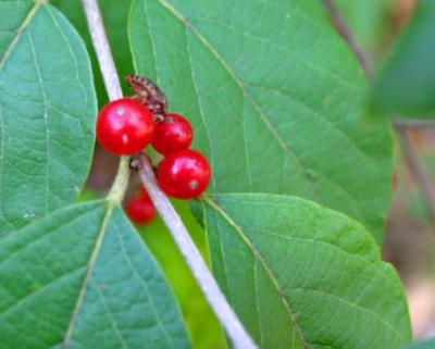 Honeysuckle