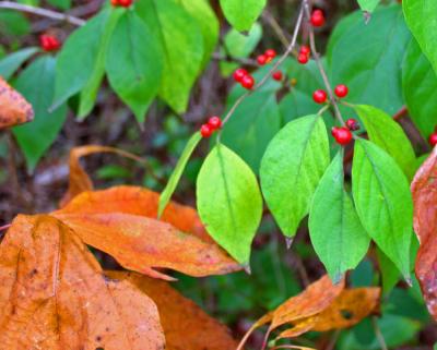 Honeysuckle/Sassafras