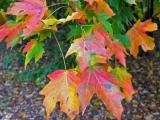 Maple
