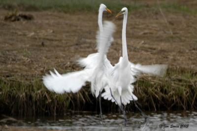 Egrets Dancing