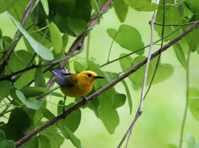 prothonotary warbler IMG_8858w.jpg