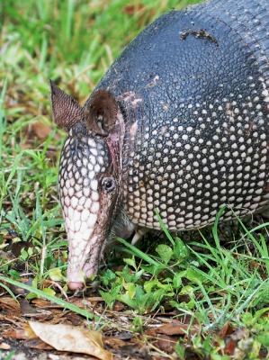 Armadillo