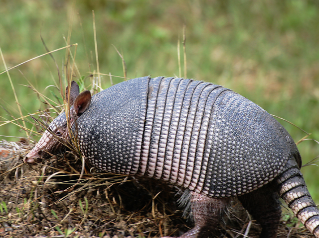 Armadillo