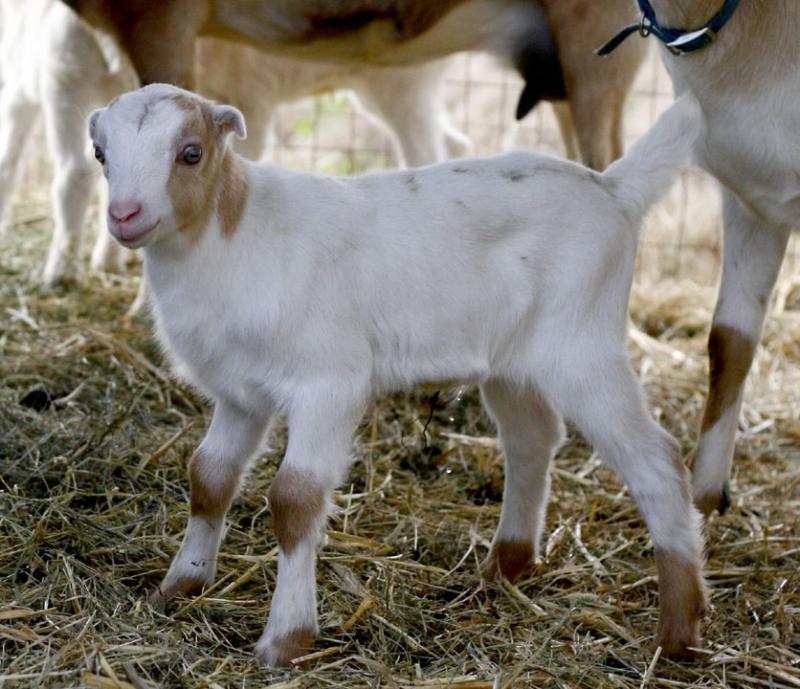 Baby Goat