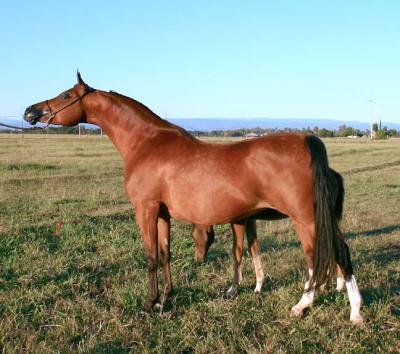 Sanadika Shaklana out in the pasture with her foal