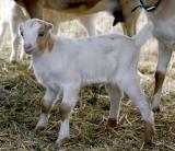 Baby Goat