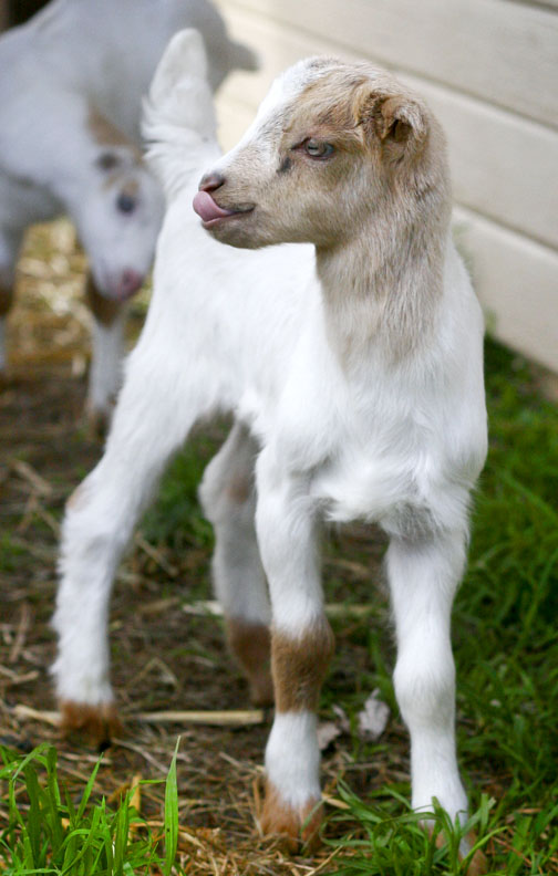 Baby Goat licking his lips