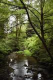 Muir Woods