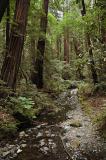 Muir Woods