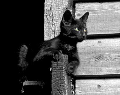 The black cat
