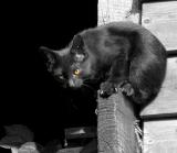 The black cat (2)