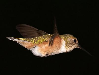 Hummingbird