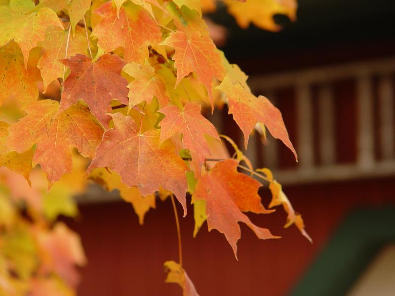Autumn Leaves