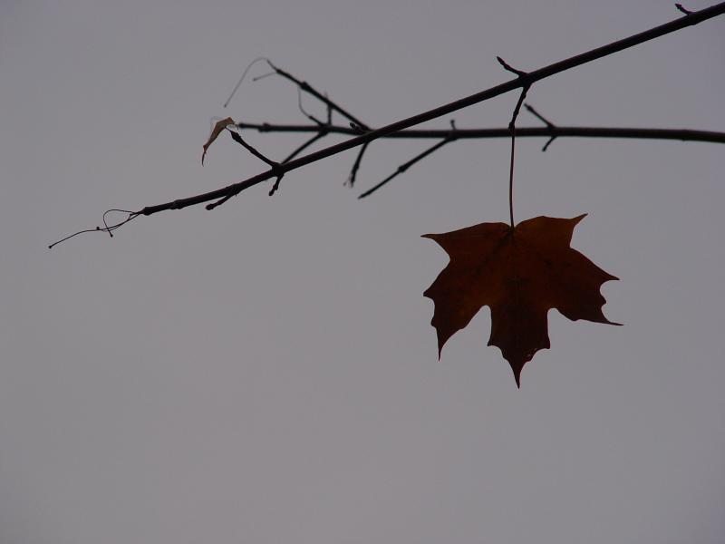 Leaf