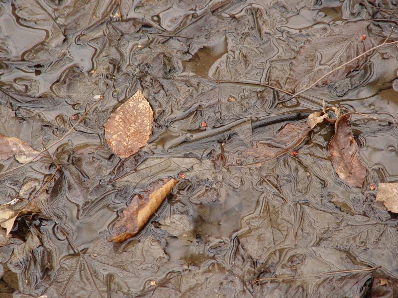 Wet Leaves
