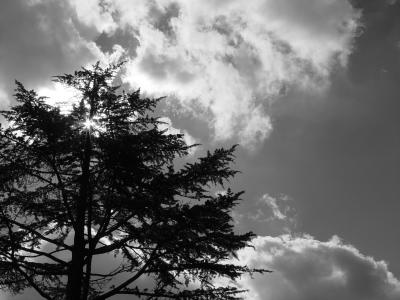 Tree, Sun, Clouds