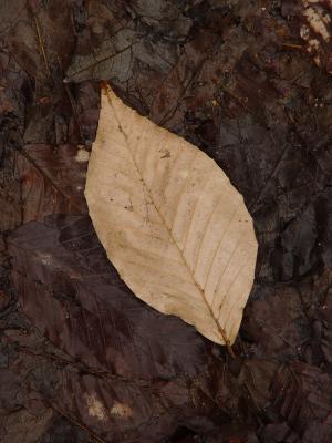 Leaf on Leaves