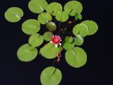 Lily Pads