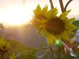 Sunflower in Sun