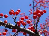 Holly