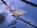 Leaf Under Water