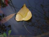Leaf On Water