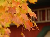 Autumn Leaves