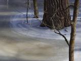 Winter Trees