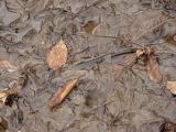Wet Leaves