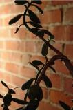 Plant in Light