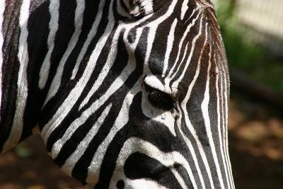 Zebra 4