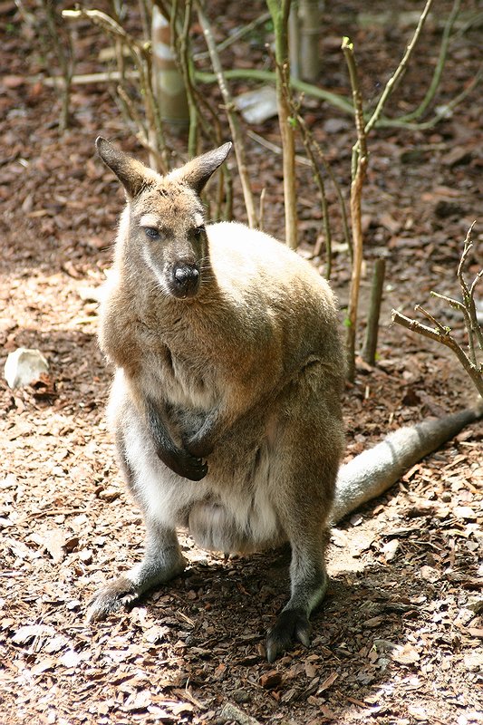 Kangaroo