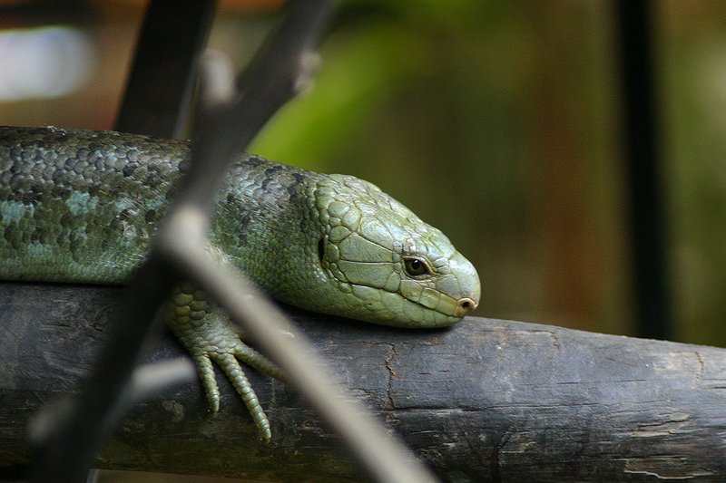 Lizard 2