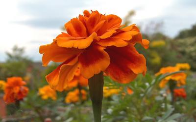 French Marigold.