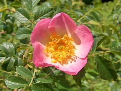 Pink Dog Rose.