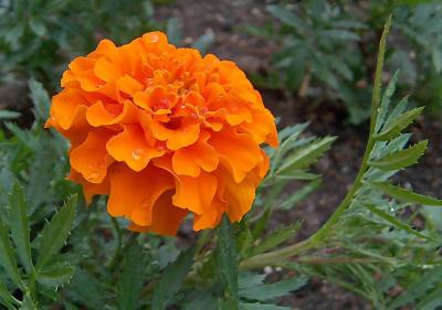 French Marigold.