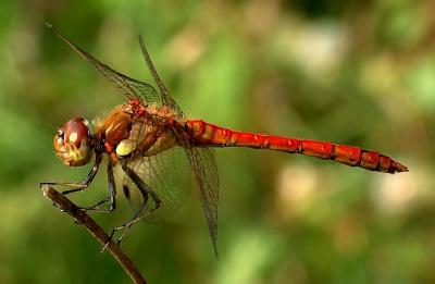 Common Sympetrum.
