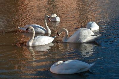 Mute Swans