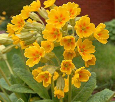 Cowslip.