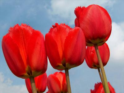 Tulips.