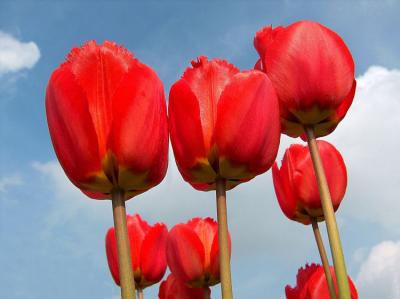 Tulips.