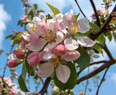 Apple Blossom.