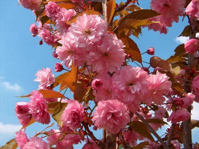 Flowering Cherry.