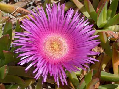 Hottentot Fig.