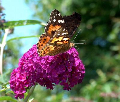 Painted Lady.