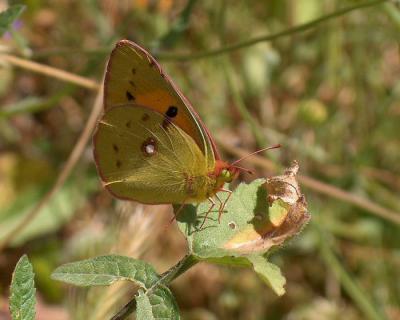 Clouded Yellow.