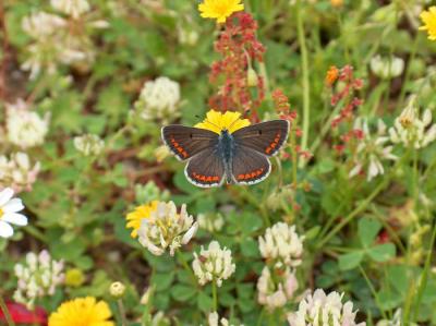 Brown Argus (Male).