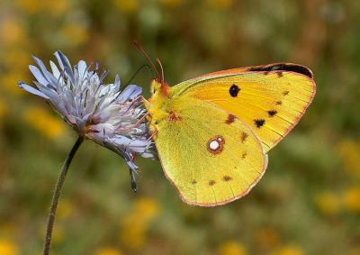Clouded Yellow.