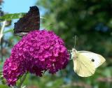 Peacock & Large White.