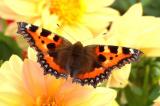 Small Tortoiseshell.